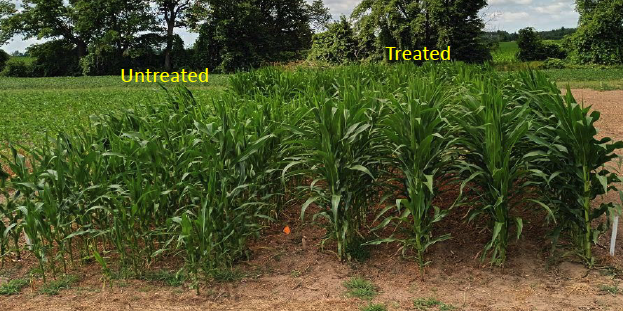 Corn Comparison