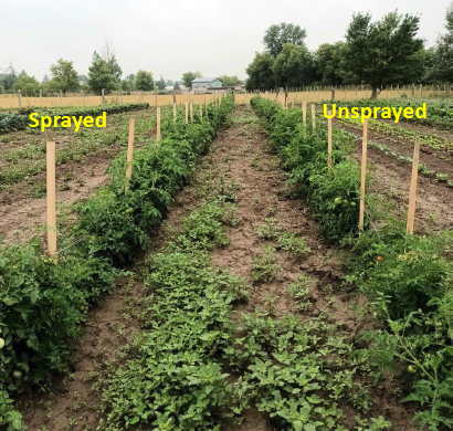 Tomato Field Trial